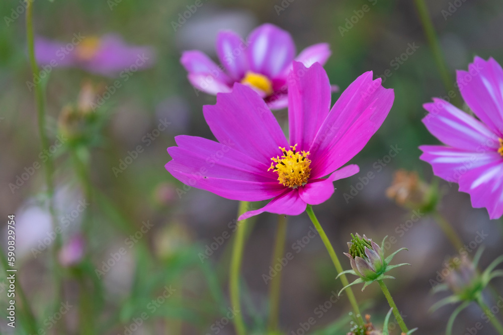 fresh beauty mix soft purple cosmos flower yellow pollen blooming in natural botany garden park fresh beauty mix soft purple cosmos flower yellow pollen blooming in natural botany garden park