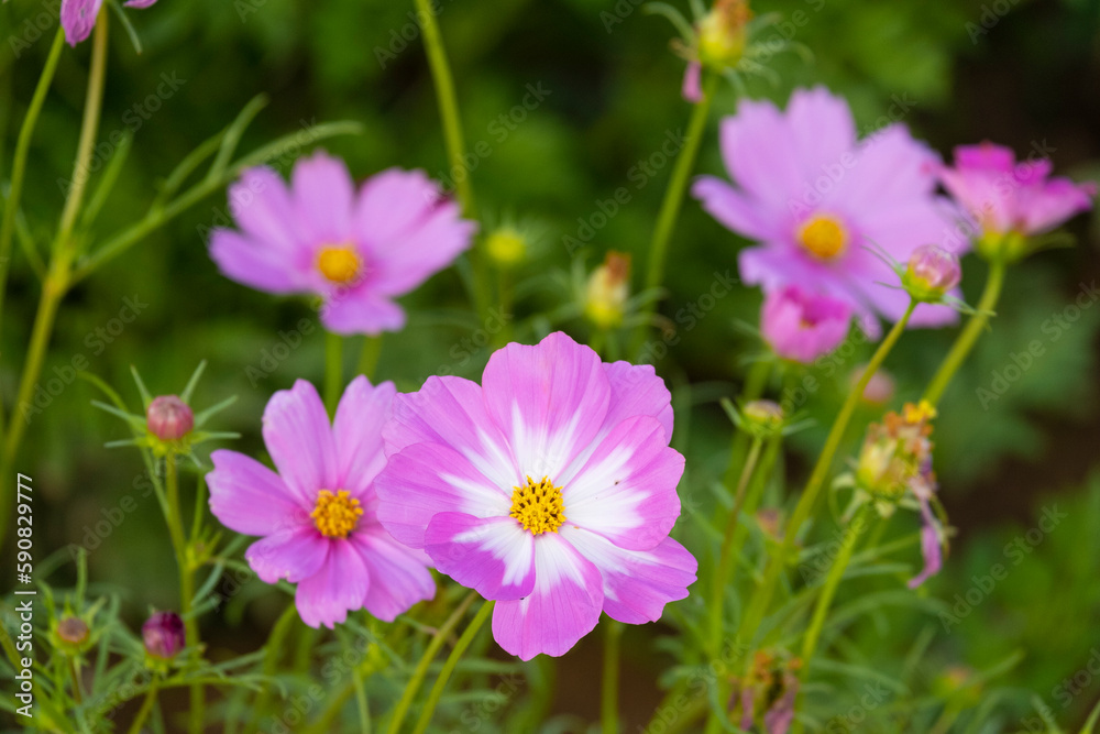 fresh beautiful mix white and pink cosmos flower yellow pollen blooming in natural botany garden park fresh beautiful mix white and pink cosmos flower yellow pollen blooming in natural botany garden park