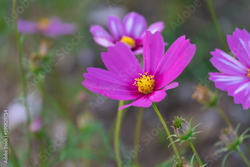 fresh beauty mix soft purple  cosmos flower yellow pollen blooming in natural botany garden park