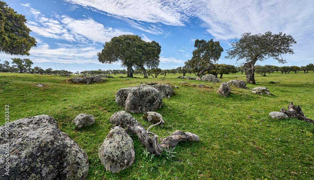 Landscape with stone oak and cork oak trees in the Extremadura department of Spain