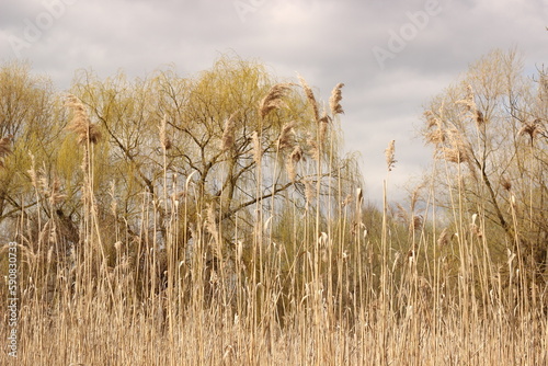 cane and sky