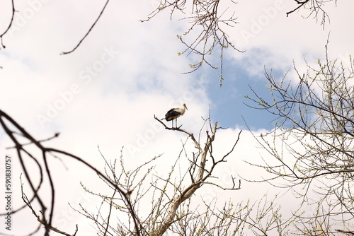 stork on a branch on the background of the sky