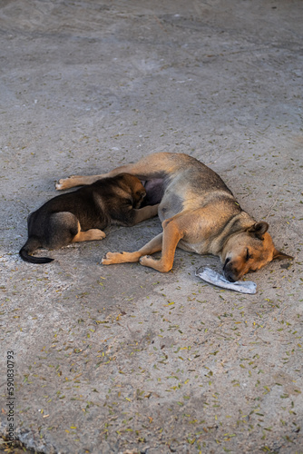 Homeless mother dog feeds puppy. Stray street animals on road.