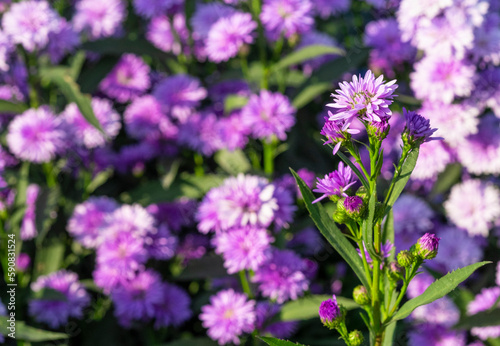 closeup fresh bouquet purple violet pretty flower tree blossom in botanic garden.  romance florist violet herb blooming in natural park