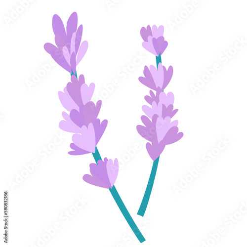flowe lavender ilustration