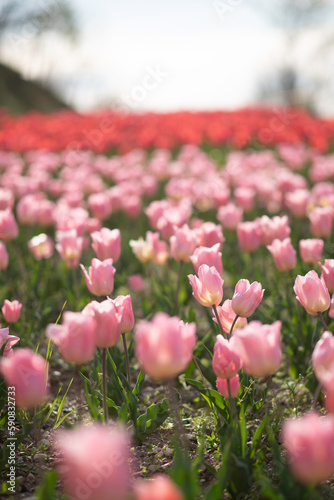 pink tulips in the garden