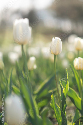 tulips in the garden