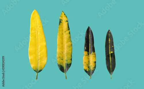gelb blätter kontrast blau grün hintergrund pflanzekartegrußkarte illustration desgin digital background planer sticker