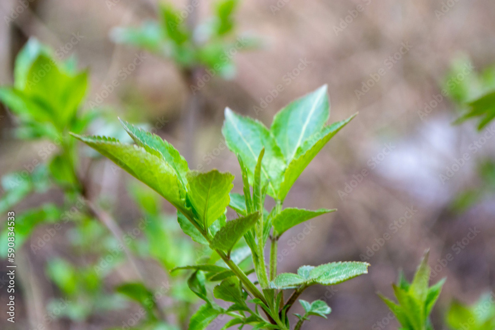 A tree branch with green leaves and the word maple on it. High quality photo A tree branch with green leaves and the word maple on it. High quality photo