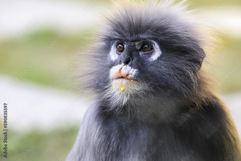 Closeup Portrait of the Dusky Langur Monkey with Amazing Eyes and Wind Shaken Fur, Thailand Closeup Portrait of the Dusky Langur Monkey with Amazing Eyes and Wind Shaken Fur, Thailand