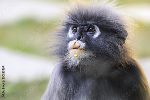 Closeup Portrait of the Dusky Langur Monkey with Amazing Eyes and Wind Shaken Fur, Thailand