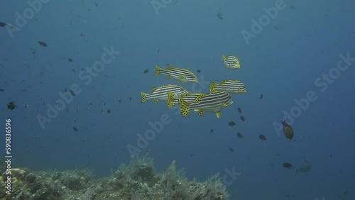 A small flock of sweetlips gathered in a dense group and slowly moved in the water column.
Oriental Sweetlip (Plectorhinchus vittatus) 72 cm. Adults with horizontal bands which unite at tip ofsnout. photo