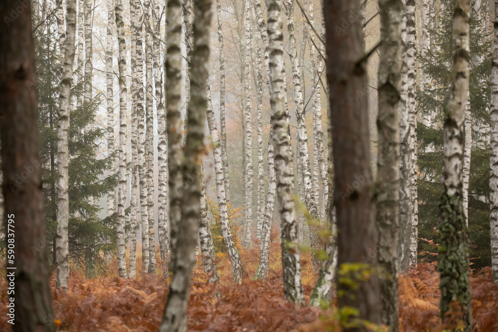 Obraz premium Jesien las brzozowy we mgle