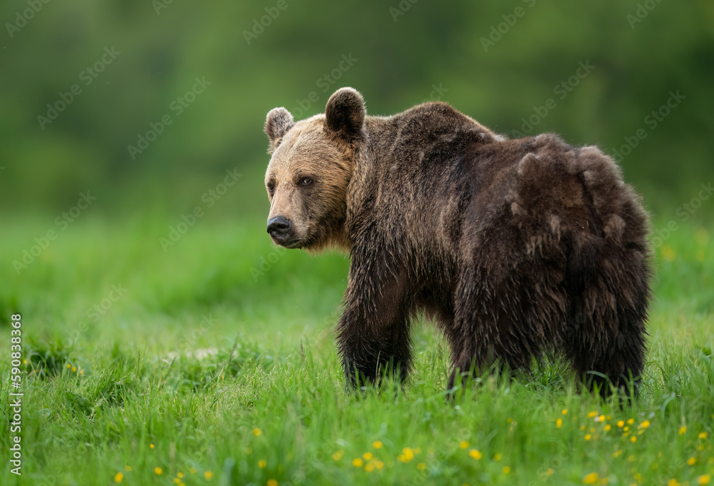 Fototapeta premium Wild brown bear ( Ursus arctos )