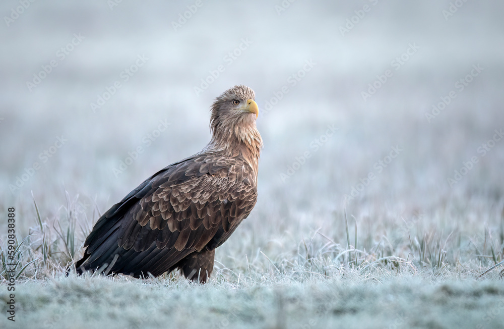 Sea eagle or white tailed eagle ( Haliaeetus albicilla) Sea eagle or white tailed eagle ( Haliaeetus albicilla)