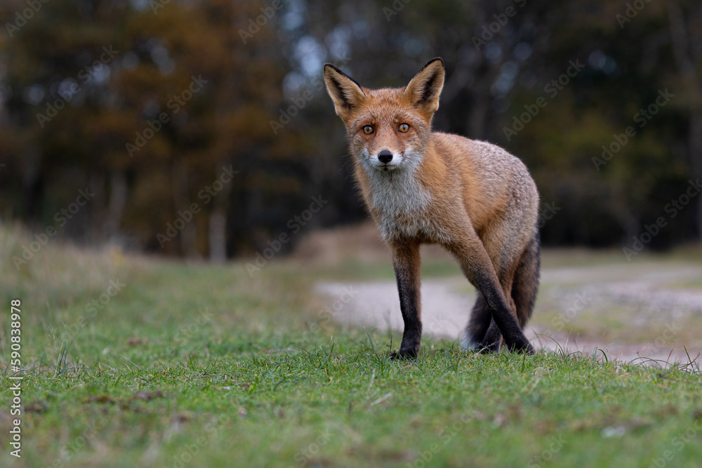 Red fox standing close to the road Red fox standing close to the road