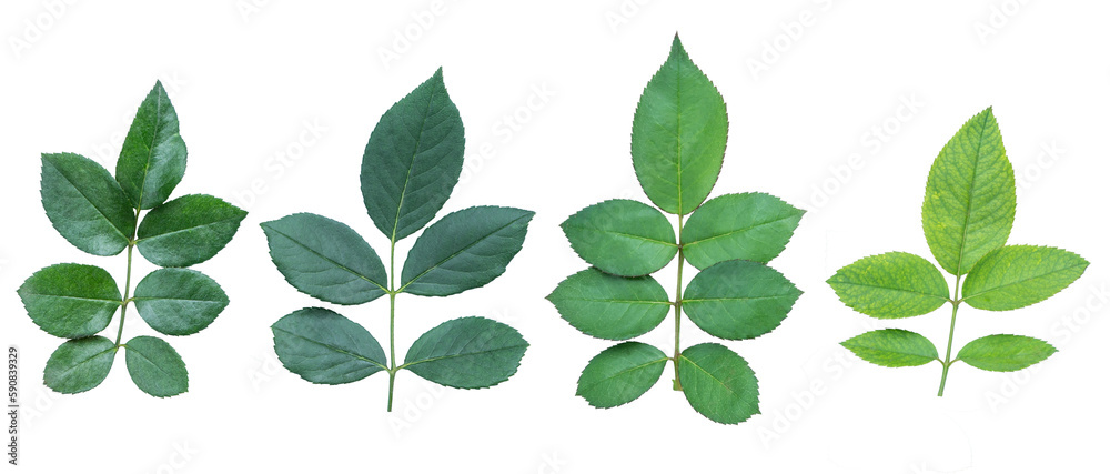 Collection of  rose leaves  isolated a transparent background.