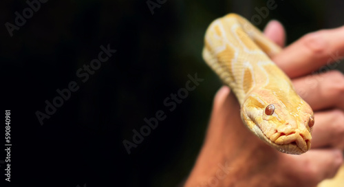 Yellow tropical boa close-up in the hands of a tourist. photo