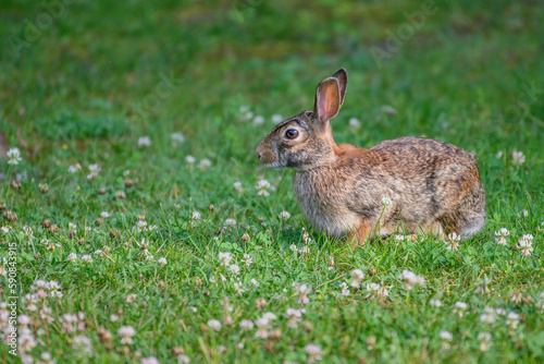 A cottontail rabbit in a meadow