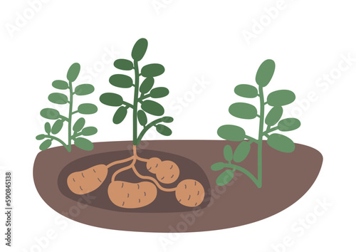 Potato Plant With Lush Green Leaves, Sturdy Stem and Ripe Tubers in Soil. Image Showcases Agriculture