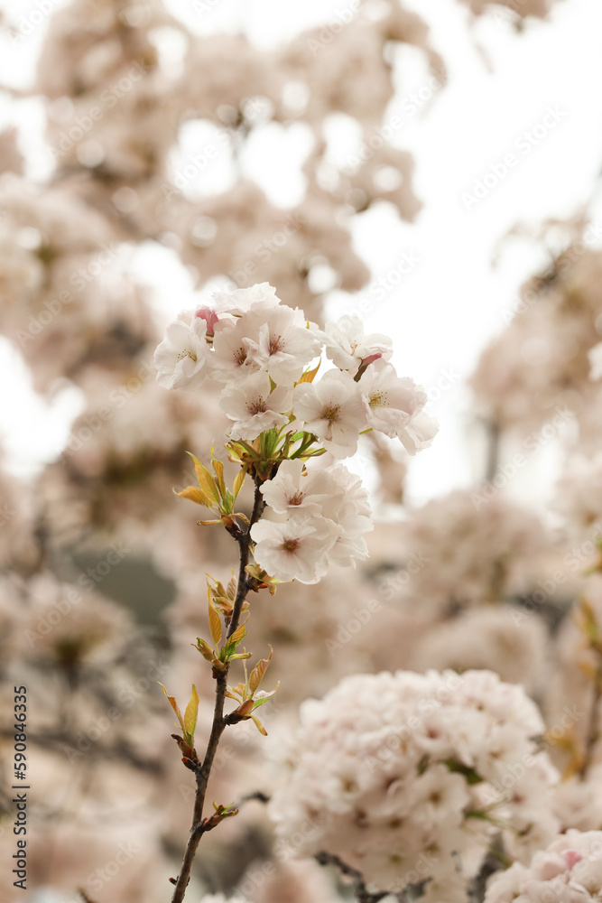 blooming apple tree blooming apple tree