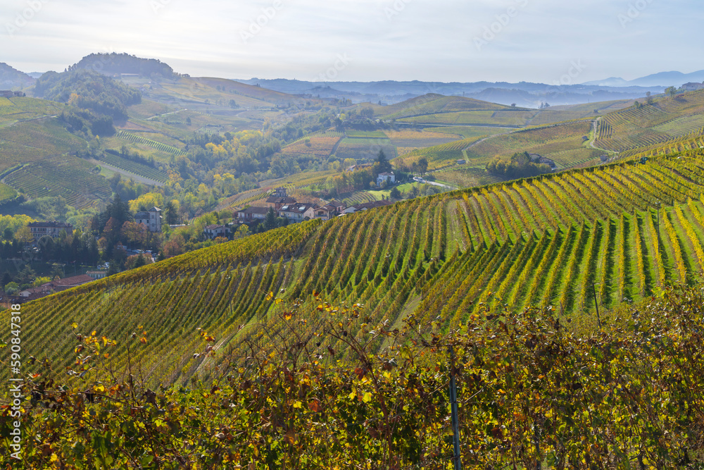 autumnal vineyards, Piedmont, Italy