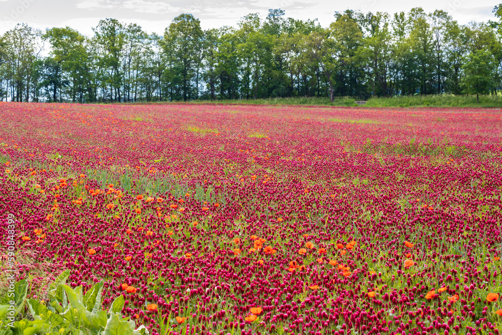 field full of red clovers