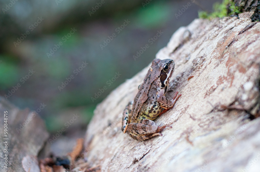 The common frog, (Rana temporaria), also known as the European common frog or European common brown frog. The common frog, (Rana temporaria), also known as the European common frog or European common brown frog.