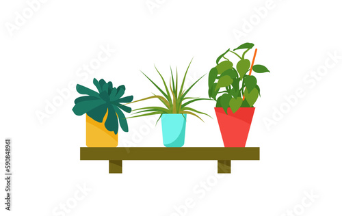 House plants. Flowers in a pot on a wooden shelf. Design element.