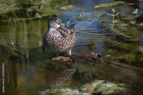 Female Blue-Winged Teal Duck sitting on a rock in a pond
