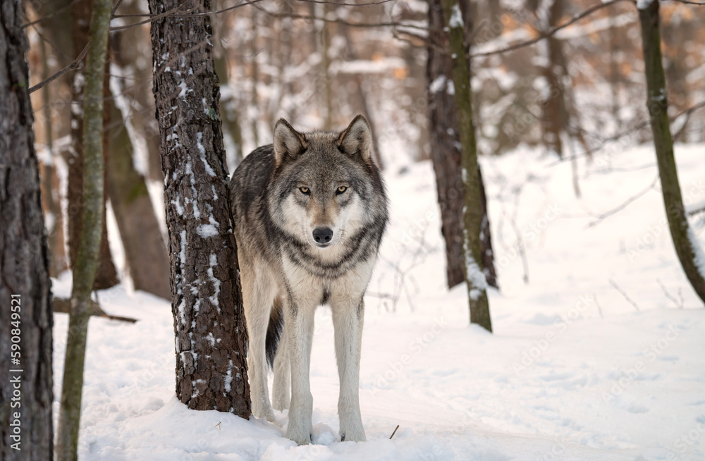 Timber Wolf (also known as a Gray or Grey Wolf) in the snow surrounded by trees