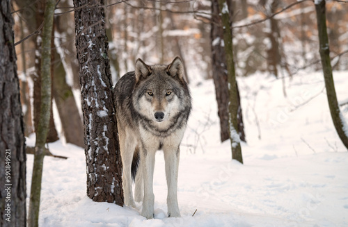 Timber Wolf (also known as a Gray or Grey Wolf) in the snow surrounded by trees © Lori Labrecque