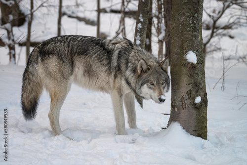 Timber Wolf (also known as a Gray or Grey Wolf) in the snow surrounded by trees
