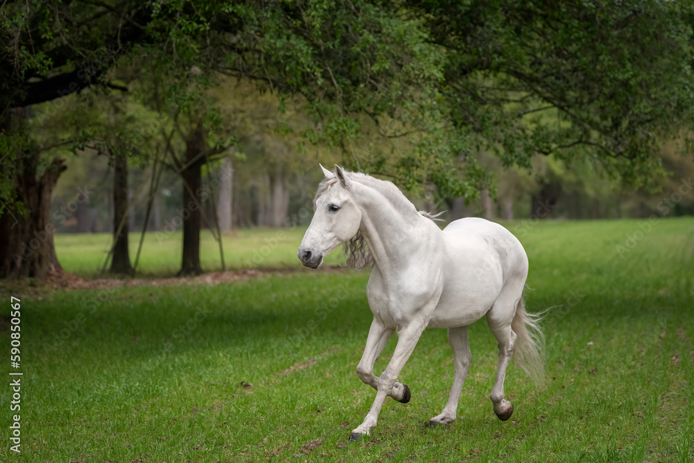 Beautiful gray Andalusion stallion running in a green pasture surrounded by trees with Spanish moss Beautiful gray Andalusion stallion running in a green pasture surrounded by trees with Spanish moss