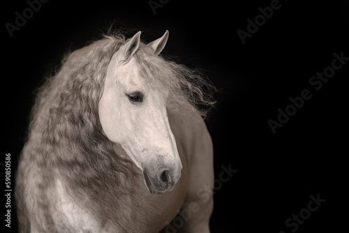 Portrait of a beautiful Andalusian Stallion with mane blowing against a black background