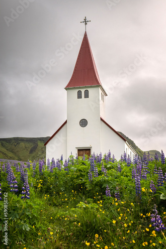 White church with red roof on a hill covered in purple lupine in Vik, Iceland