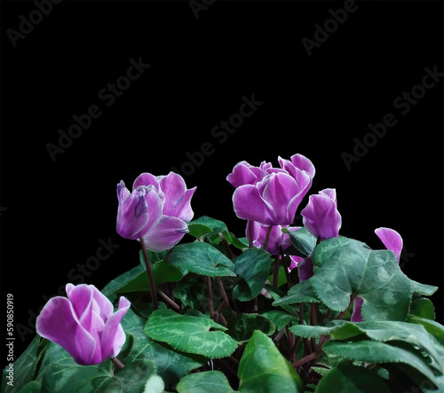 Persian cyclamen on a black isolated background