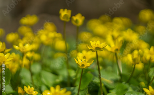 yellow wildflowers, blurred background