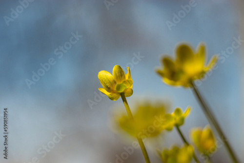 yellow primroses flowers  against the background  in sunlight