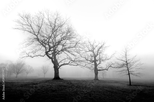 Generations - Trees in Fog