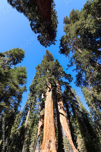 General Sherman Tree in Sequoia National Park © AdobeTim82