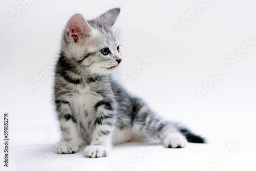 shorthair cat © tee
