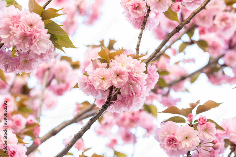 春の美しい八重桜 春の美しい八重桜