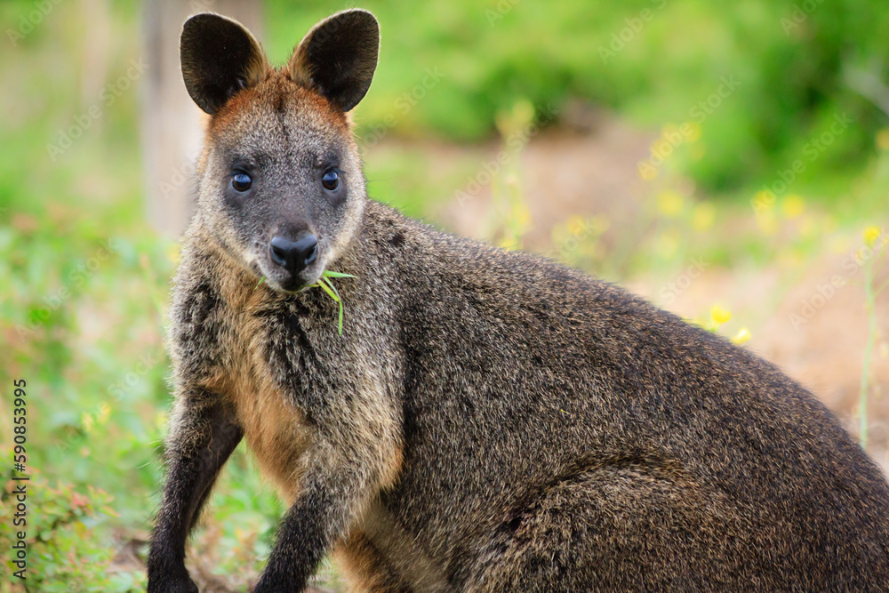 Naklejka premium Kangaroo