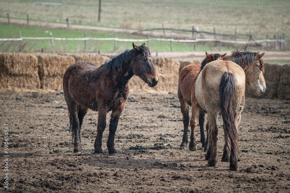 Fototapeta premium Beautiful thoroughbred horses in the spring on a farm in a paddock.