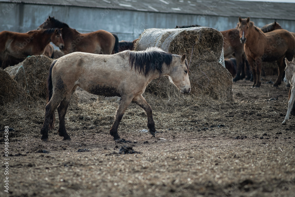Beautiful thoroughbred horses in the spring on a farm in a paddock.