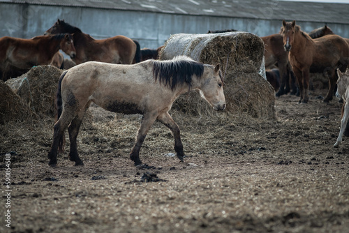 Beautiful thoroughbred horses in the spring on a farm in a paddock.