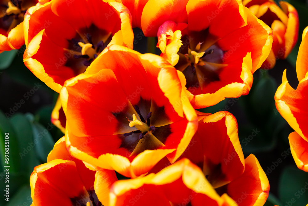 Tulpen in rot und gelb