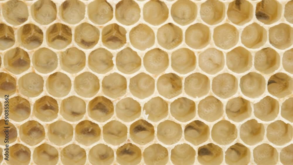 Bee larvae in cells, population reproduction. Beautiful honeycombs with bees close-up.. Beekeeping, Bee larvae in cells, population reproduction. Beautiful honeycombs with bees close-up.. Beekeeping,