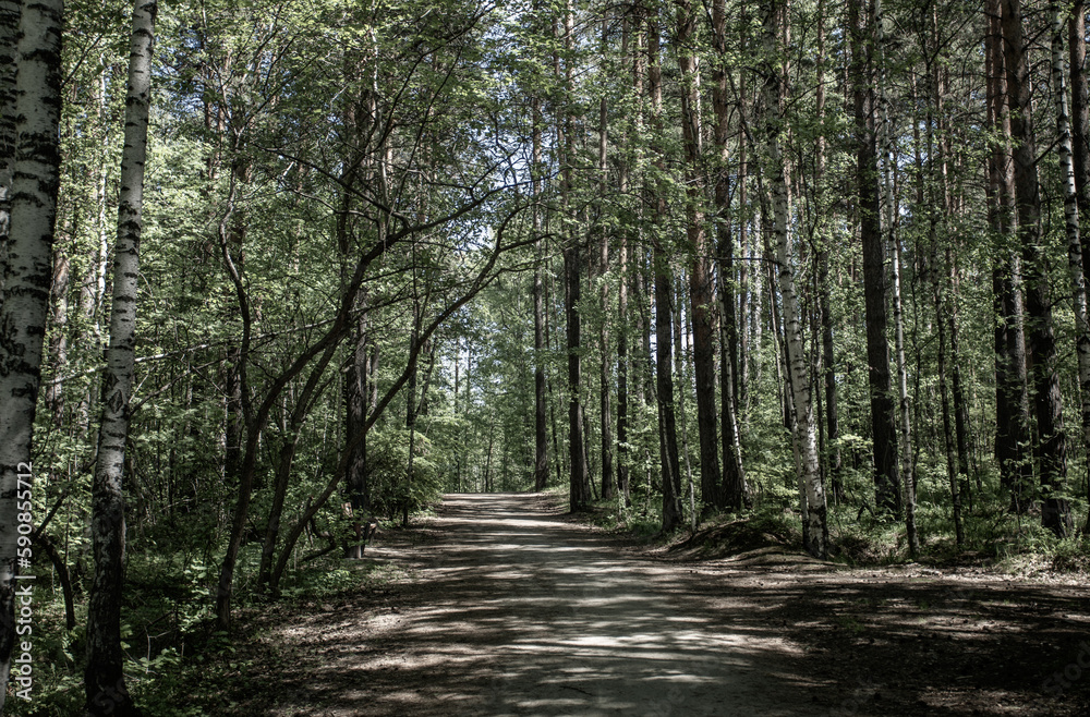 Image in muted colors of pathway in summer sunlit green forest thicket. Hiking and resting on nature Image in muted colors of pathway in summer sunlit green forest thicket. Hiking and resting on nature